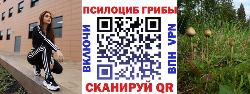 Купить где  Элиста  Псилоцибиновые грибы Psilocybe 